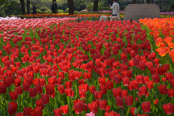 140417 chu DSC_0316.jpg